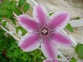 /album/galerie-de-photos-mars/clematite-dete-jpg/